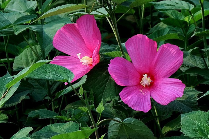 1747983655425472.jpg 大花秋葵的花期以及种植时间