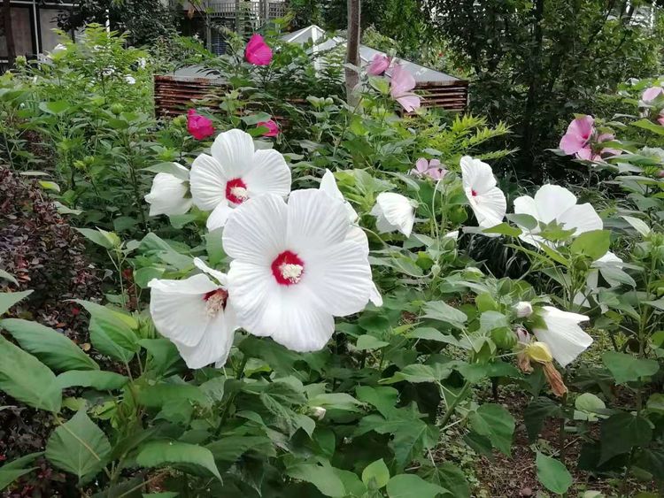 1747983655840664.jpg 大花秋葵的花期以及种植时间