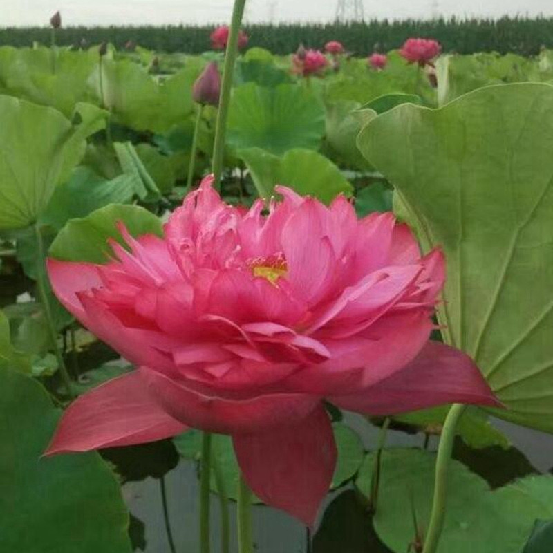 1748073535479413.jpg 7月份盛开的花卉都有哪些