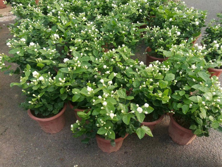 1748073699403048.jpg 7月份盛开的花卉都有哪些