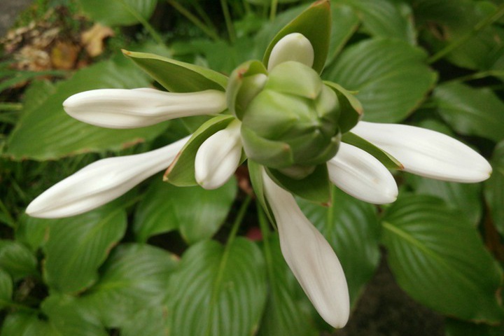 1748073779621853.jpg 7月份盛开的花卉都有哪些