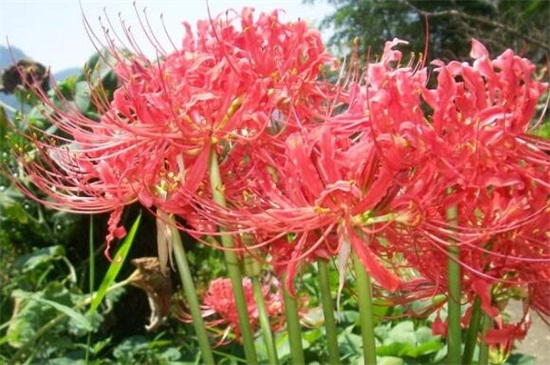 1748073812348018.jpg 7月份盛开的花卉都有哪些