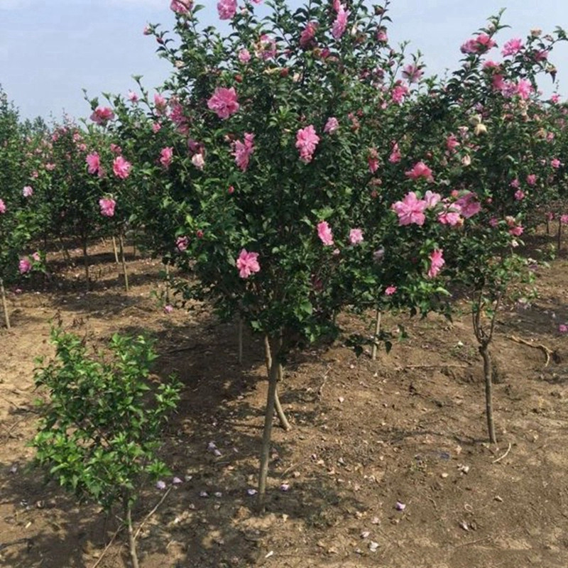 1748239017392252.jpg 九月份常见的观赏花卉推荐