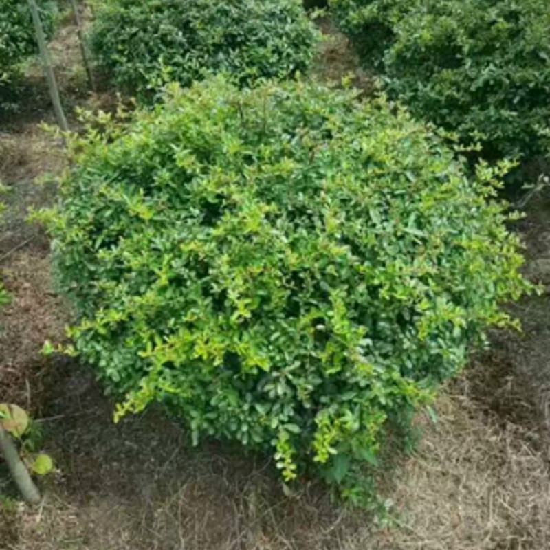 1748326704350055.jpg 打造高级感庭院的灌木球都有哪些