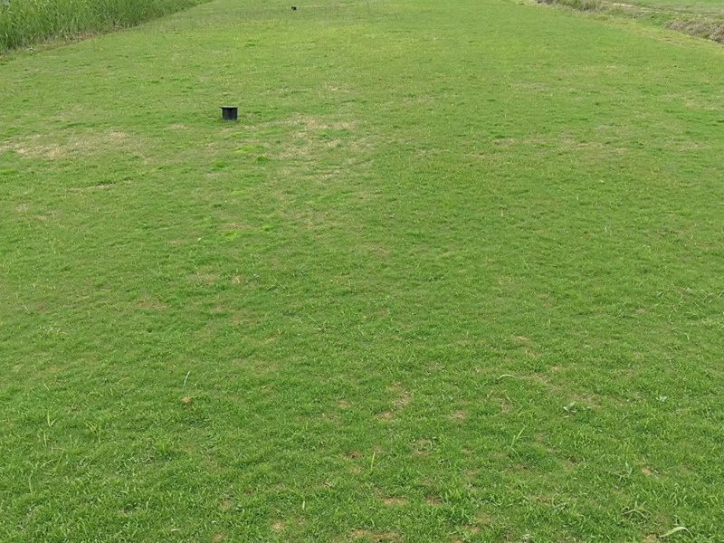 1748327446746981.jpg 高尔夫球场草坪用的都是什么草种
