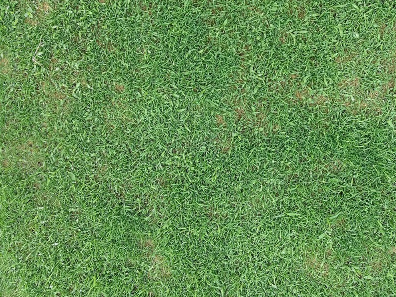 1748327446849432.jpg 高尔夫球场草坪用的都是什么草种