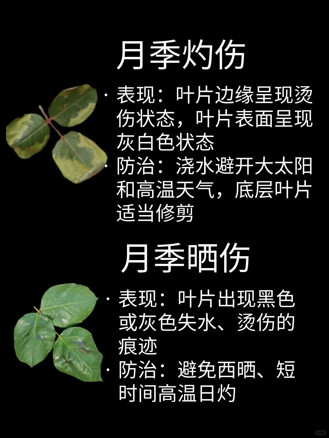 1748331564125629.jpg 观叶识害(月季常见问题图鉴)