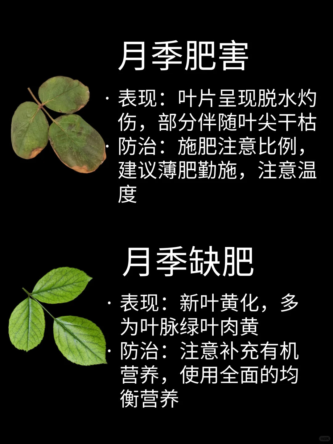 1748331564343419.jpg 观叶识害(月季常见问题图鉴)