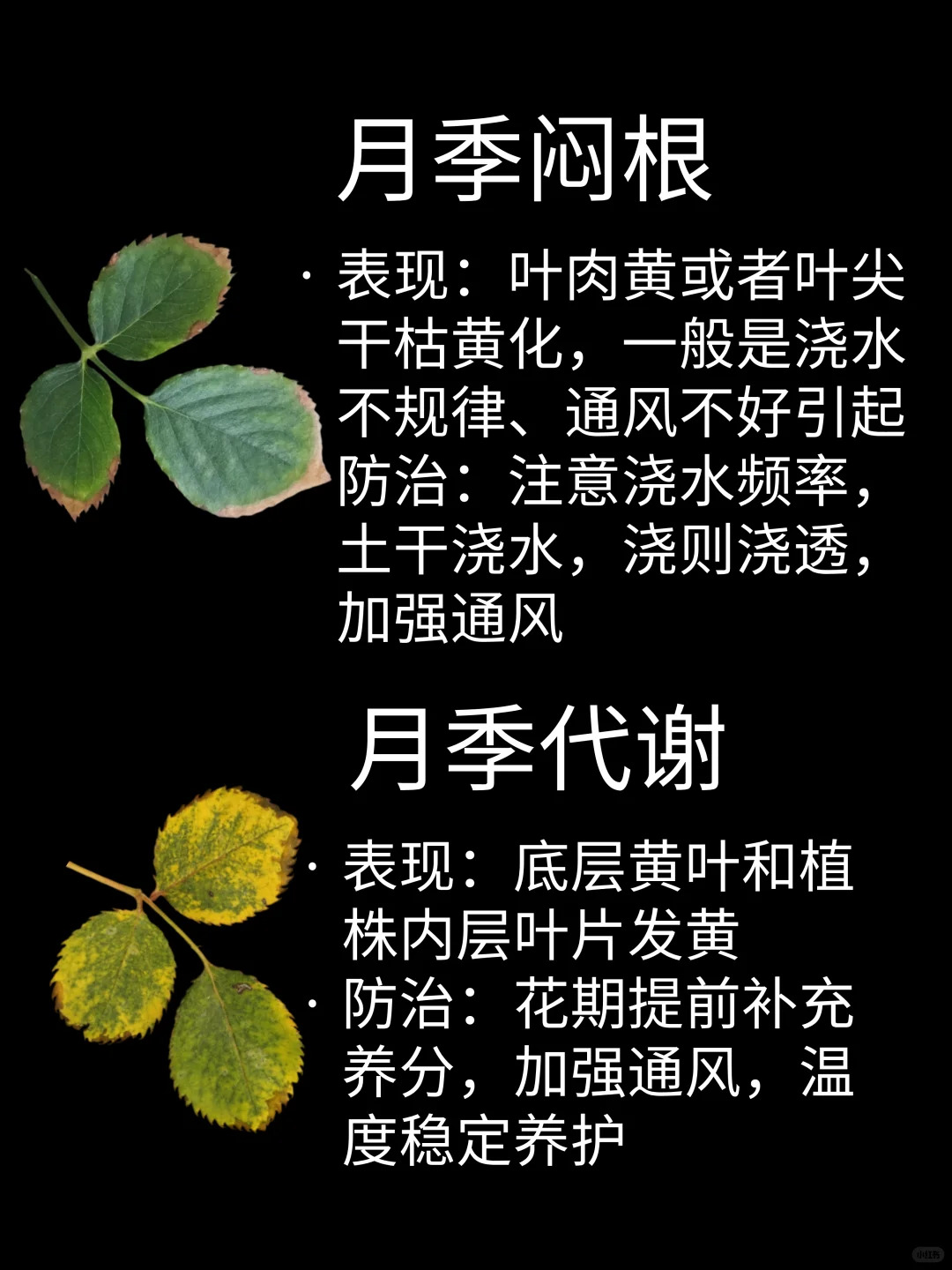 1748331564560103.jpg 观叶识害(月季常见问题图鉴)