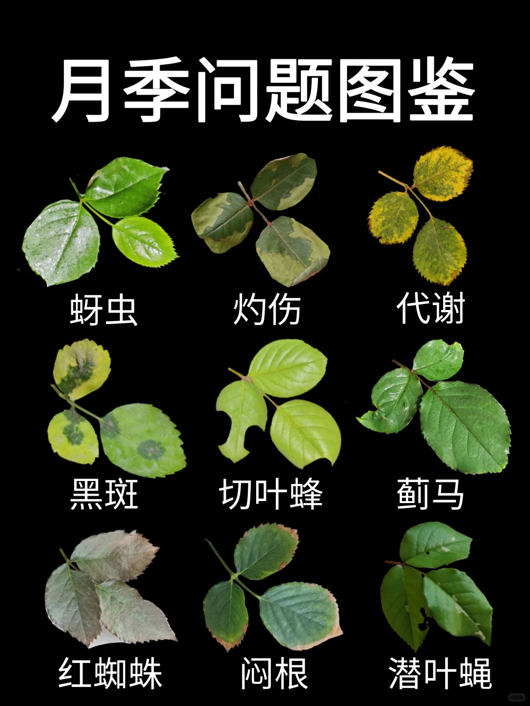 1748331564989400.jpg 观叶识害(月季常见问题图鉴)