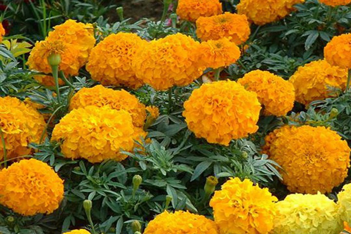 1748591394950786.jpg 哈尔滨用的花卉都有哪些
