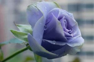 月季转蓝的优缺点分析