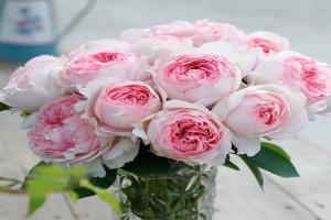 月季伊芙乙女心的优缺点分析