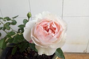 月季伊芙钱特玛丽的优缺点