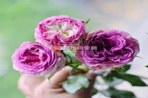 月季多莉的优缺点