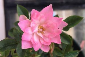 月季繁星天荷的优缺点解析
