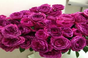 月季伊芙芳香花园的优缺点