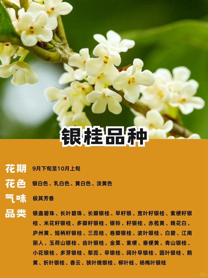 1748845156291563.jpg 十大名贵桂花品种排行榜