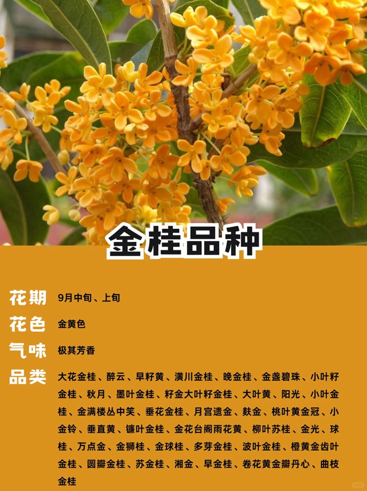 1748845156758490.jpg 十大名贵桂花品种排行榜