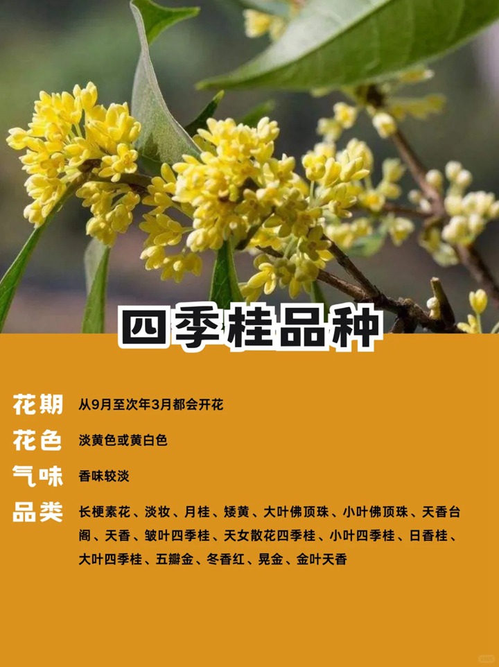 1748845156844099.jpg 十大名贵桂花品种排行榜