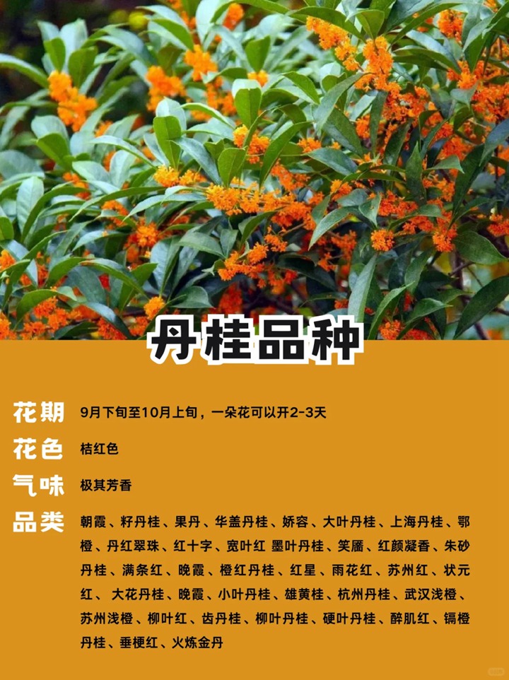 1748845156878636.jpg 十大名贵桂花品种排行榜