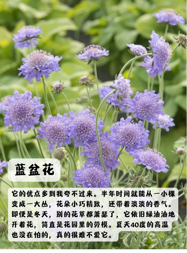 1748850580120671.jpg 上海地区适合种什么绿化草花