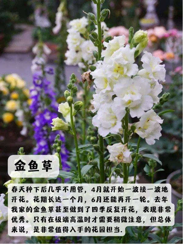1748850580166384.jpg 上海地区适合种什么绿化草花