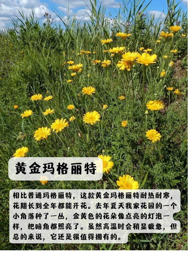 1748850581112842.jpg 上海地区适合种什么绿化草花