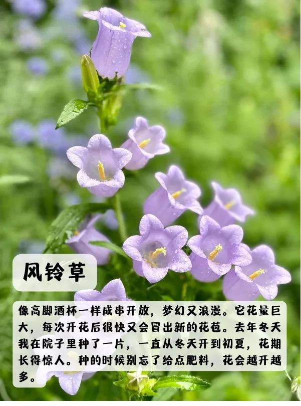 1748850581437409.jpg 上海地区适合种什么绿化草花