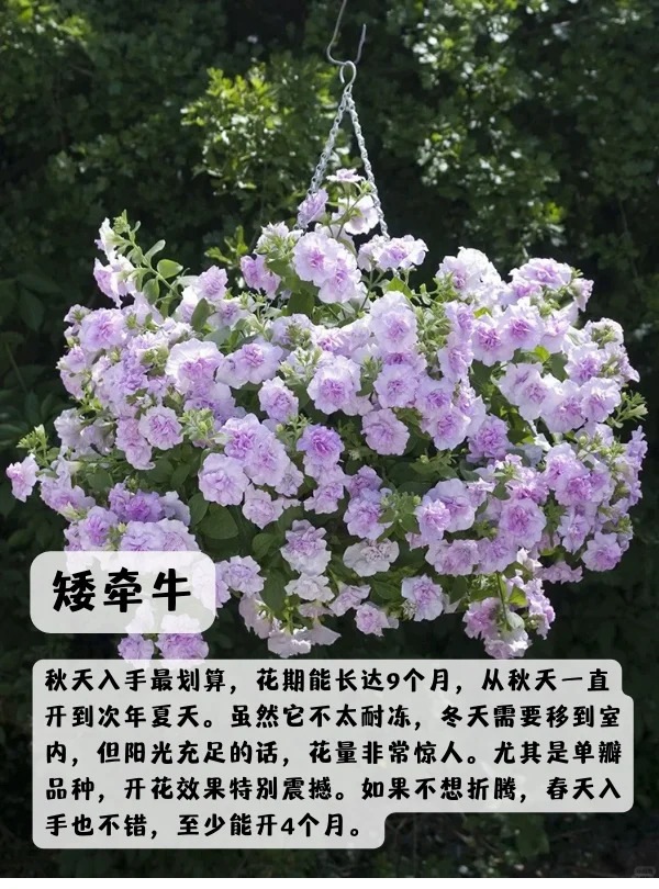 1748850581660941.jpg 上海地区适合种什么绿化草花