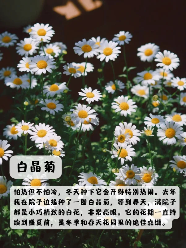 1748850581703137.jpg 上海地区适合种什么绿化草花
