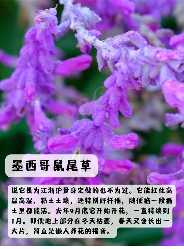 1748850581899715.jpg 上海地区适合种什么绿化草花