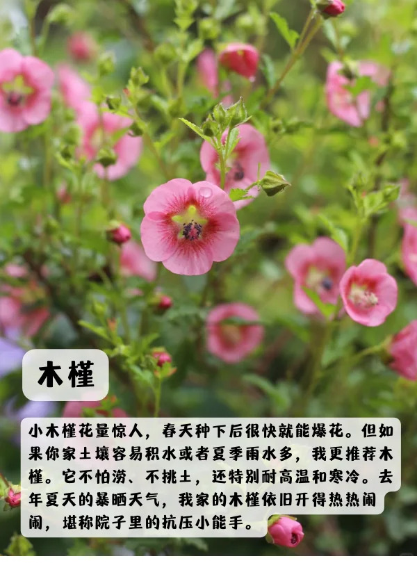 1748850581908411.jpg 上海地区适合种什么绿化草花