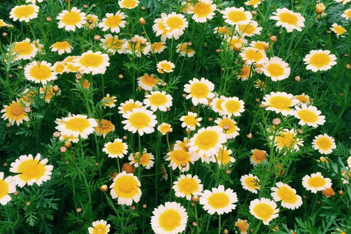 1748920133441903.jpg 黄菊花的花语是什么