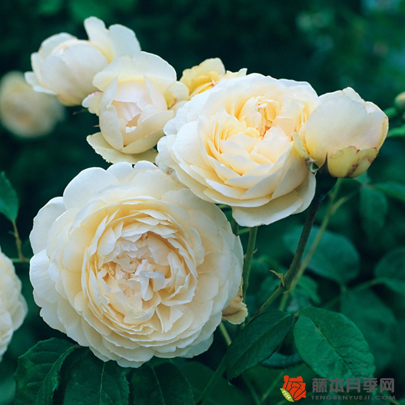 1748933074455615.jpg 温德米尔Windermere月季的优缺点介绍