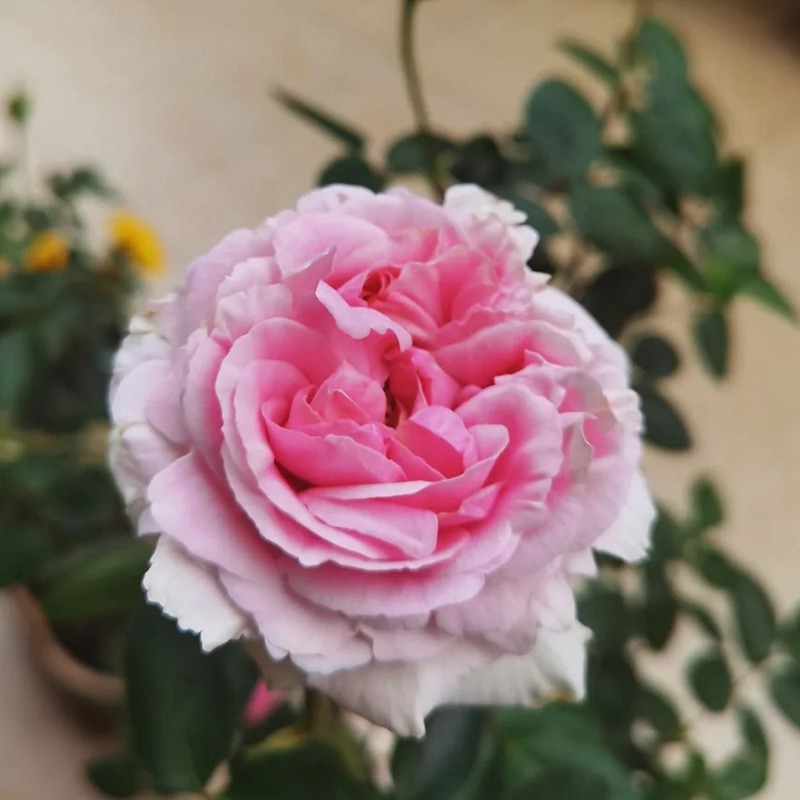 1748934645525449.jpg 伊芙幻塔索斯月季优缺点