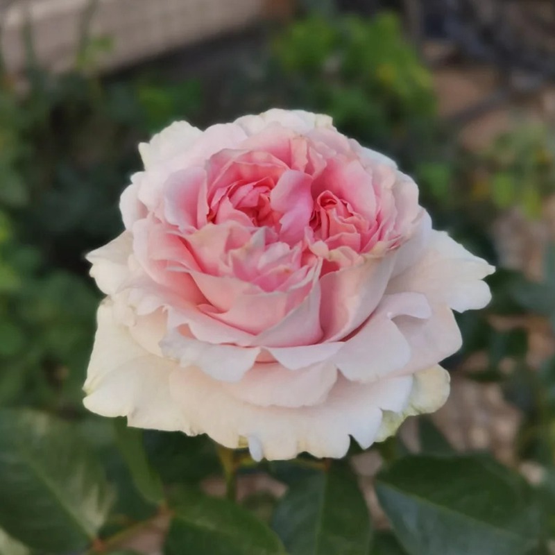 1748934645625696.jpg 伊芙幻塔索斯月季优缺点