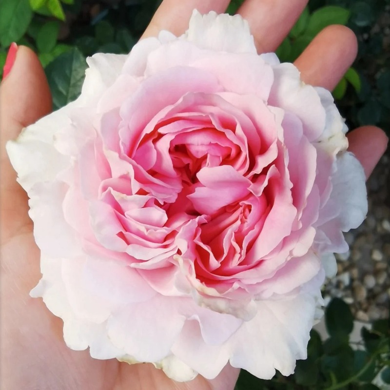 1748934645647332.jpg 伊芙幻塔索斯月季优缺点