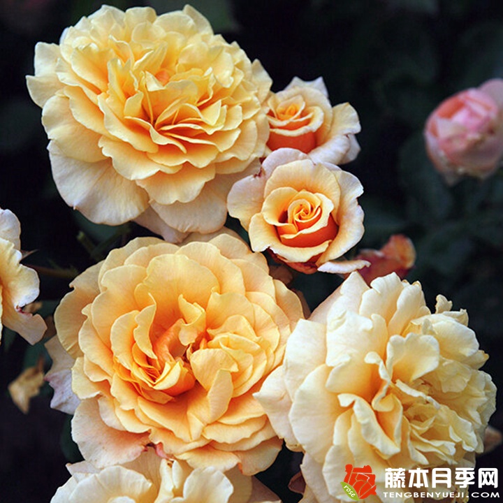 1749022891205654.jpg 卡梅尔月季怎么样