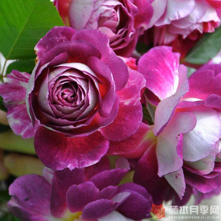1749092065307429.jpg 奥菲欧月季怎么样