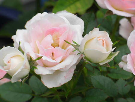 1749123794325342.jpg 芭蕾舞裙月季怎么样