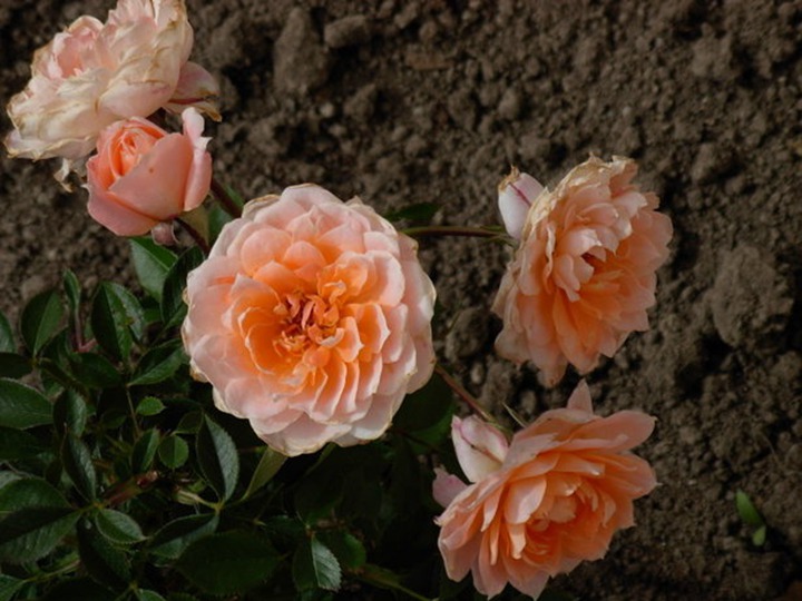 1749263109532904.jpg Flower Power月季怎么样