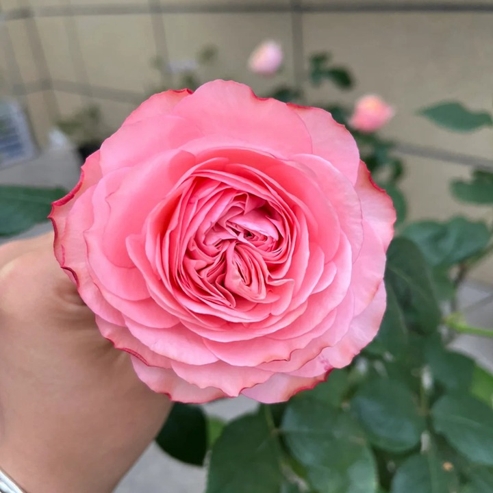 1749264764658991.jpg 仲夏之夜月季怎么样