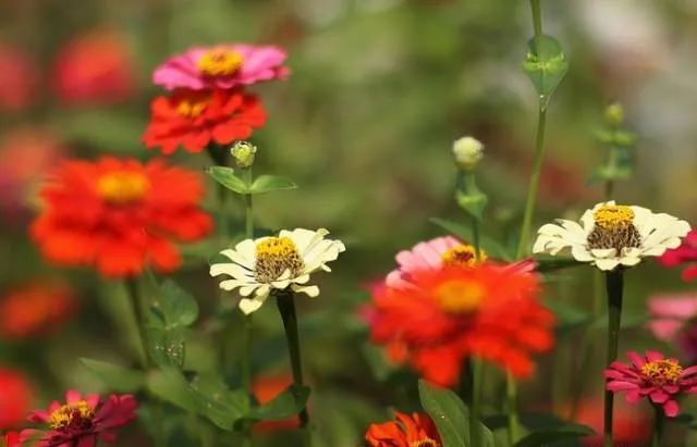 1749265358589292.jpg 100种常见的花卉图片及其简介