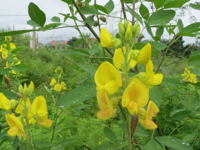 1749343991834510.jpg 根系发达的护坡小灌木品种推荐