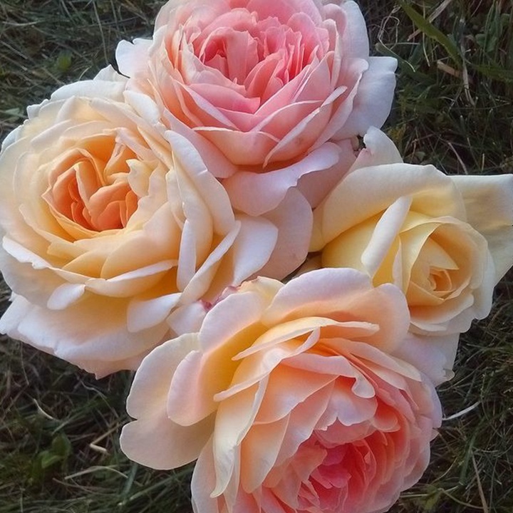 1749540667140926.jpg 娜芙蒂蒂王后月季怎么样