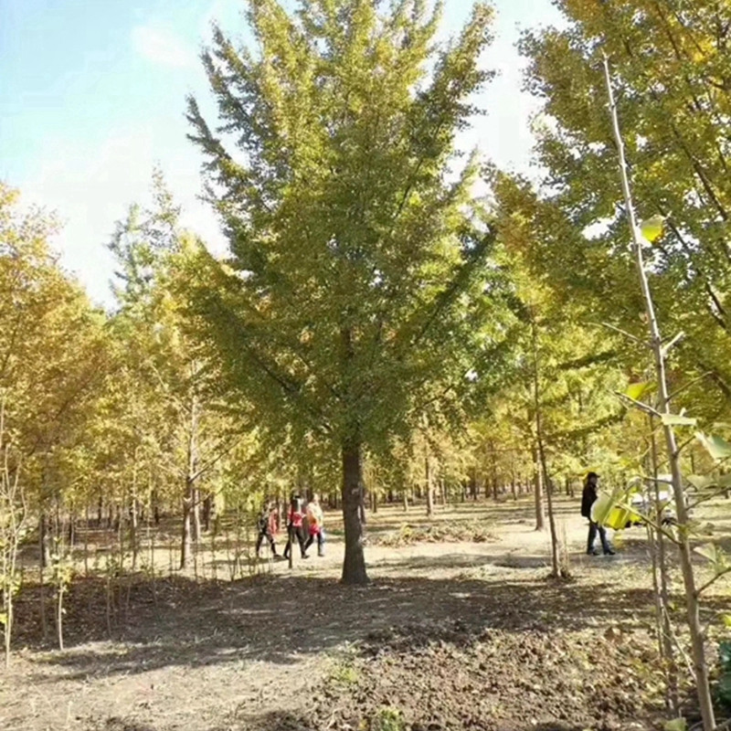 1749544277995571.jpg 庭院银杏什么时候栽?春栽vs秋栽优缺点对比