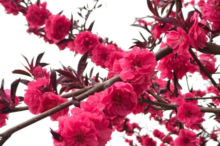 1749627641947836.jpg 桃花的特点有哪些(不同品种桃花特点详解)