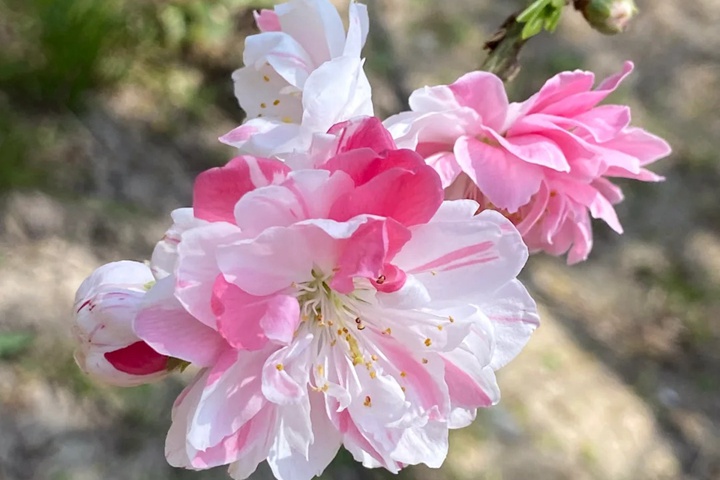 1749627676788531.jpg 桃花的特点有哪些(不同品种桃花特点详解)