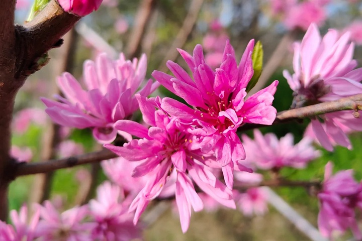 1749627712885432.jpg 桃花的特点有哪些(不同品种桃花特点详解)